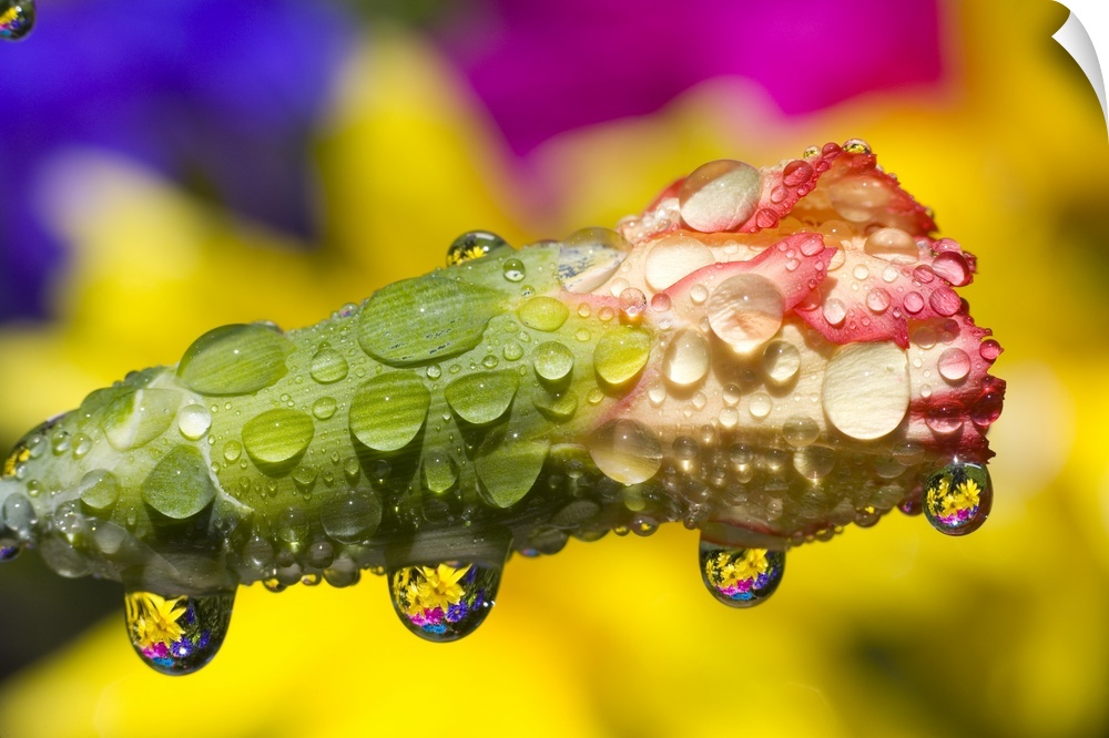 Water Drops On A Budding Flower