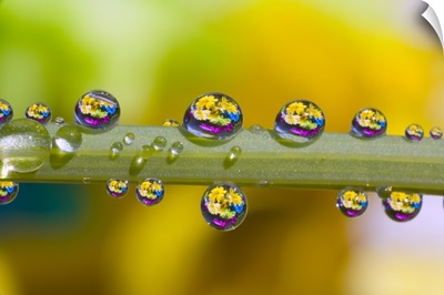 Water Drops On A Flower Stem