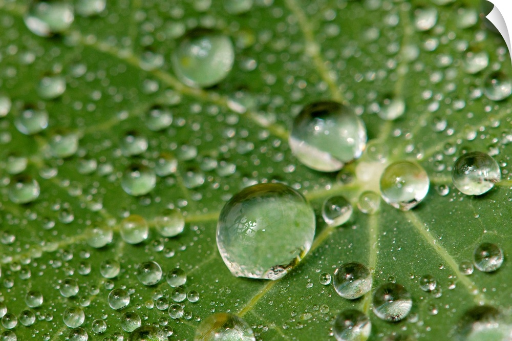 Water drops on a nasturtium leaf.