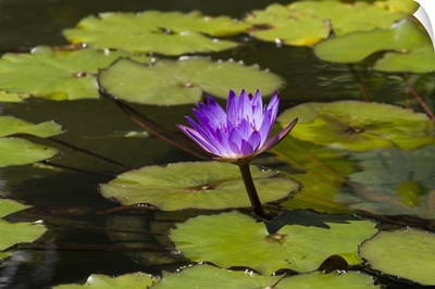 Water lily in the Bethesda Fountain in Central Park, New York City, New York