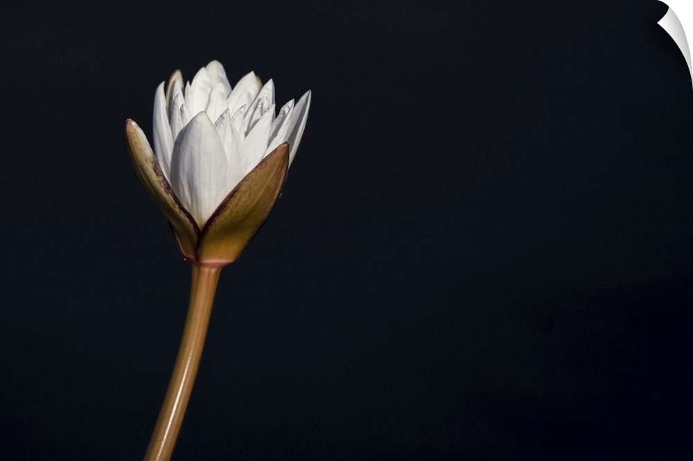 Water lily on a black background, Botswana.