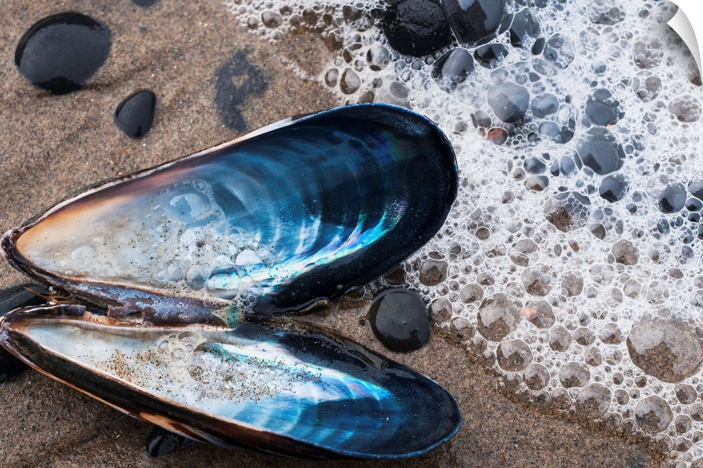 Waves Wash Over A Blue Mussel (Mytilus Edulis) Shell On The Beach. Cannon Beach, Oregon, United States Of America.