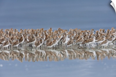 Western Sandpiper Flock Reflected In The Waters Of Hartney Bay, Southcentral Alaska