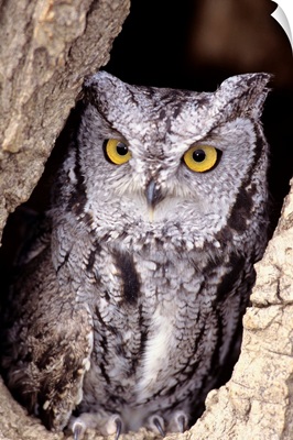 Western Screech Owl (Otus Kennicottii) In Hollow Cottonwood