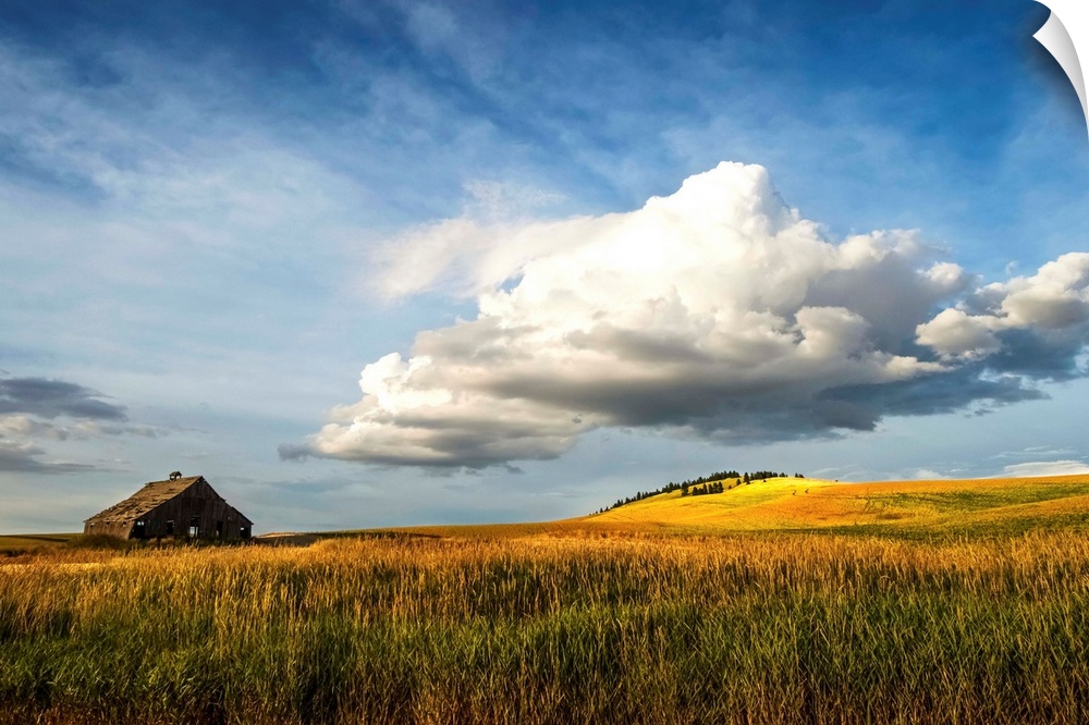 Wheat field and old wooden barn, Palouse, Washington, United States of America.