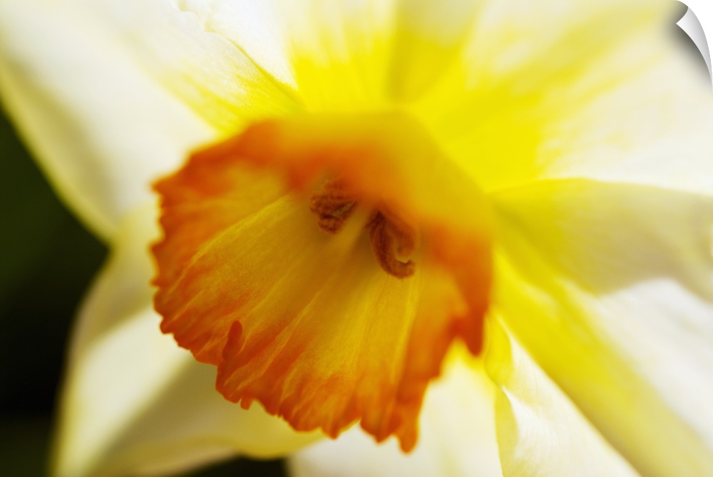 White Daffodil, Selective Focus On Flower Center