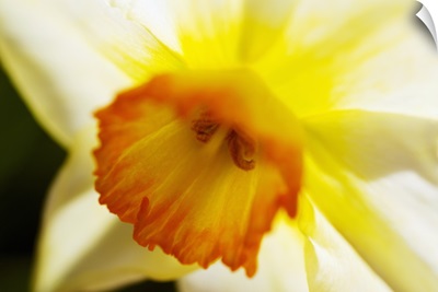 White Daffodil, Selective Focus On Flower Center