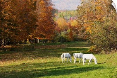 White Horses In An Autumn Landscape, Bromont, Quebec, Canada