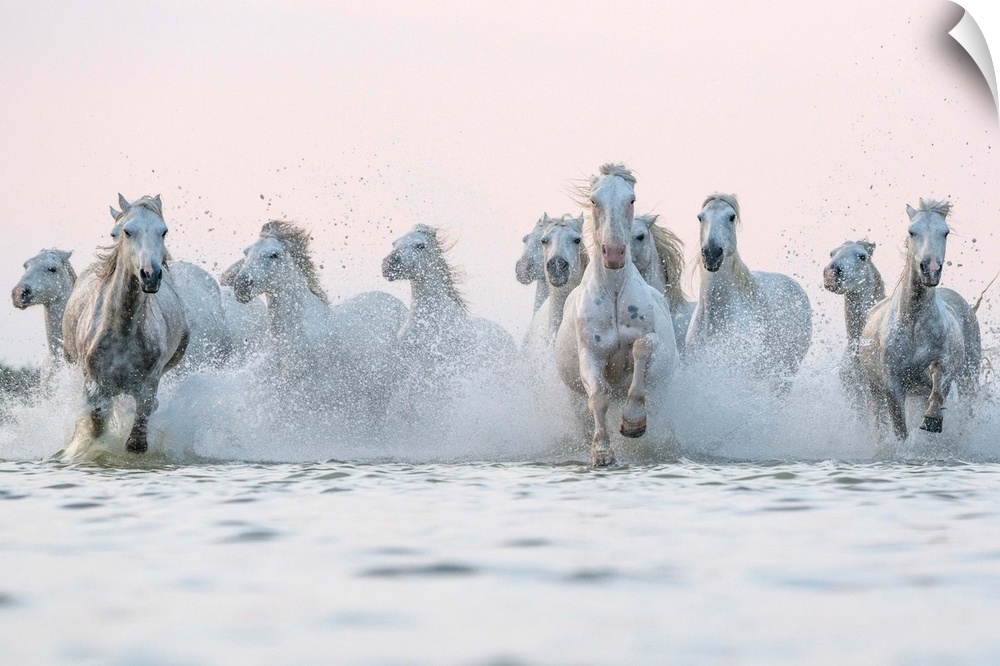 White horses of Camargue running out of the water; Camargue, France