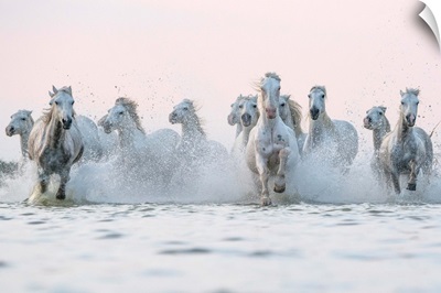 White Horses Of Camargue Running Out Of The Water, Camargue, France