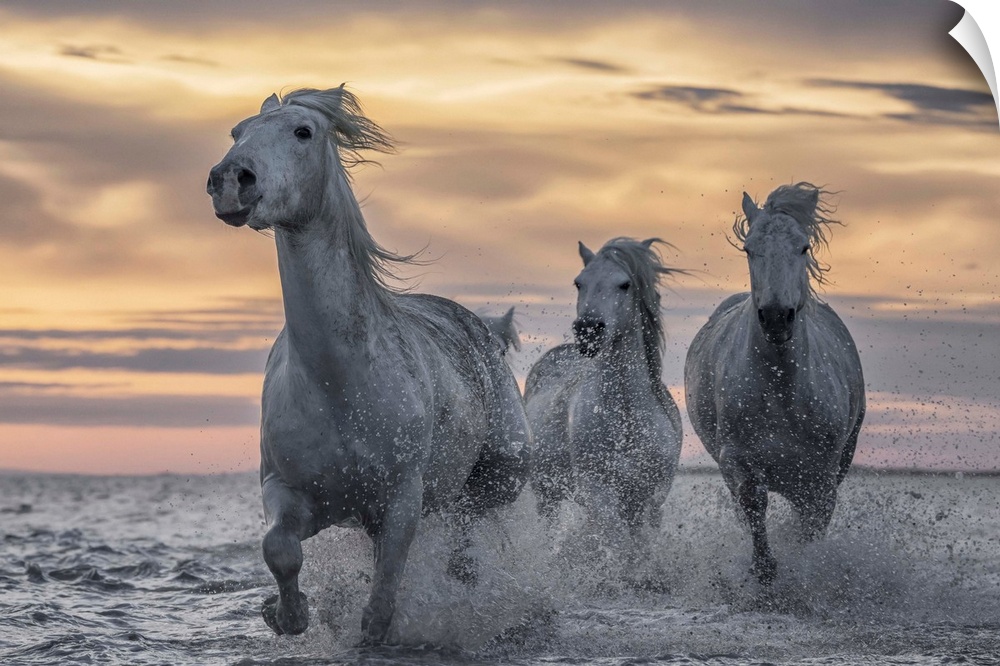 White horses of Camargue running out of the water; Camargue, France