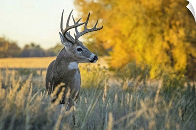 White-Tailed Deer Buck, Eastern Plains, Colorado