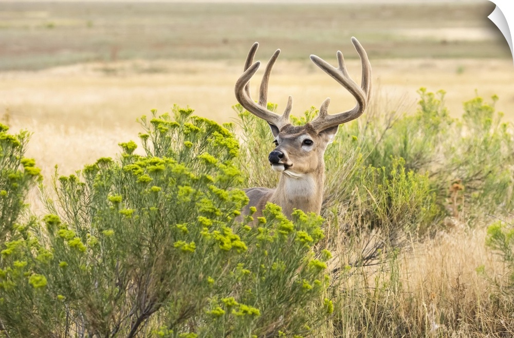 White-tailed deer buck (Odocoileus virginianus) standing and looking out from behind a shrub; Emporia, Kansas, United Stat...