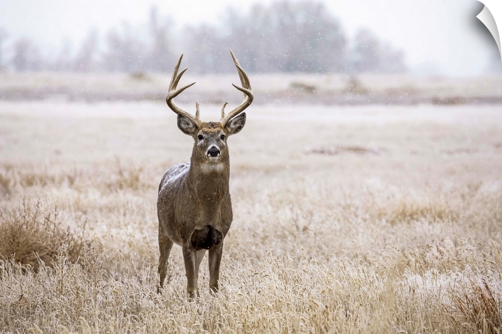 White-tailed deer buck (Odocoileus virginianus) standing in a field during a light snowfall; Emporia, Kansas, United State...