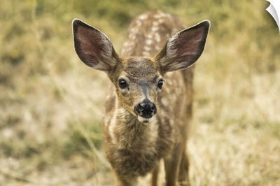 White-Tailed Deer Fawn In The Cascade Siskiyou National Monument, Ashland, Oregon