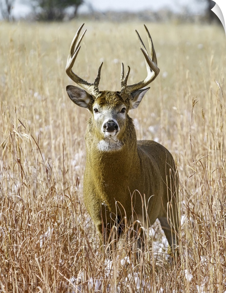 White-tailed deer (odocoileus virginianus) stag, eastern plains, Colorado, united states of America.