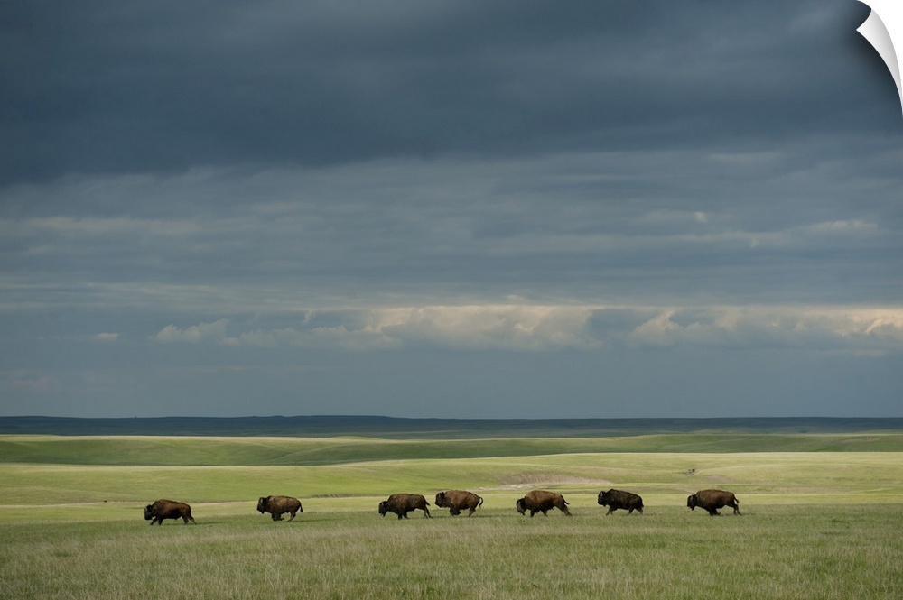Wild American bison (bison bison) roam on a ranch in south Dakota, united states of America.