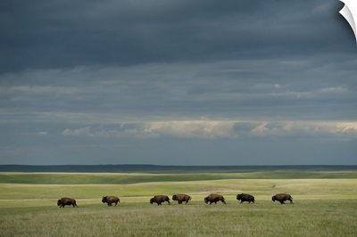 Wild American Bison (Bison Bison) Roam On A Ranch In South Dakota