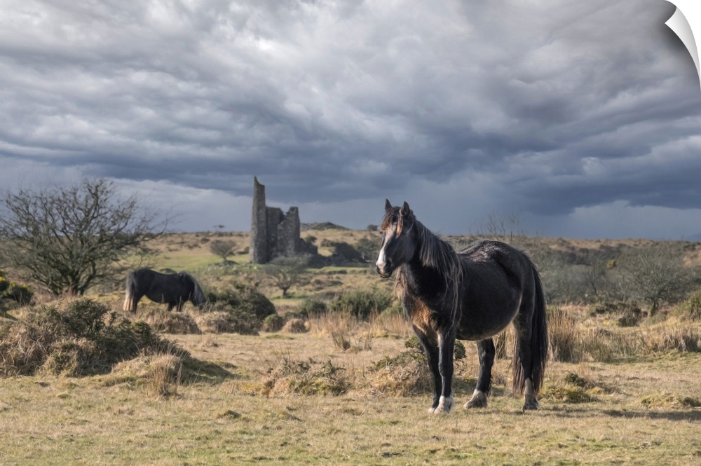 Wild Bodmin Ponies grazing and roaming with the remains of Craddock Engine House in the background on Bodmin Moor in Cornw...
