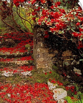 Wild Garden, Rowallane Garden, County Down, Ireland