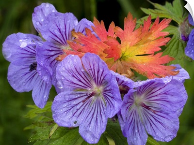 Wild Geranium blooms with premature fall leaf coloring in Glen Alps