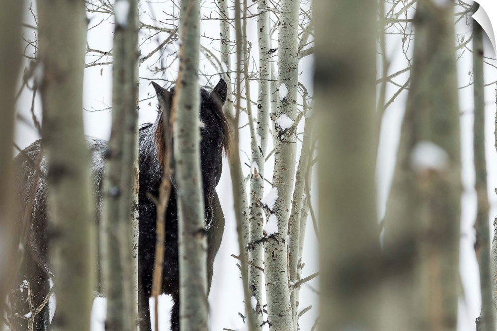 Wild horse hiding in trees, Turner Valley, Alberta, Canada.
