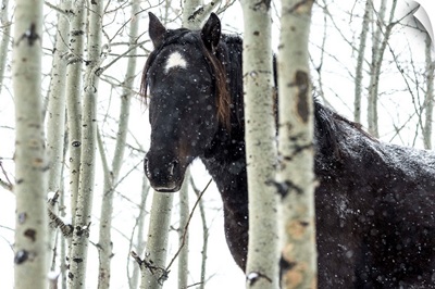 Wild horse in a snowstorm, Turner Valley, Alberta, Canada