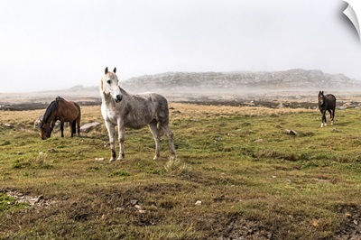 Wild horses standing in a foggy field