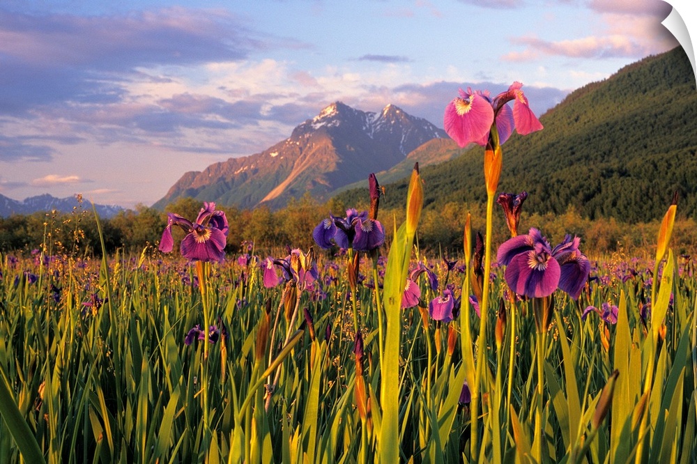 Photograph of flower meadow in front of Pioneer Peak SC Alaska Summer Mat-Su Valley.  Snow capped mountains are in the bac...