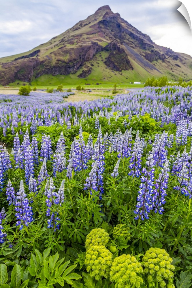 A field of colorful wild lupin flowers in front of a volcanic mountain peak; Iceland