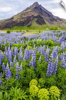 Wild Lupin Flowers In Front Of A Volcanic Mountain Peak, Iceland