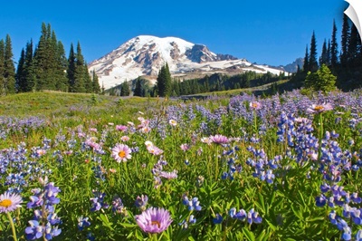 Wildflower Meadow, Mount Rainier National Park, Washington, USA