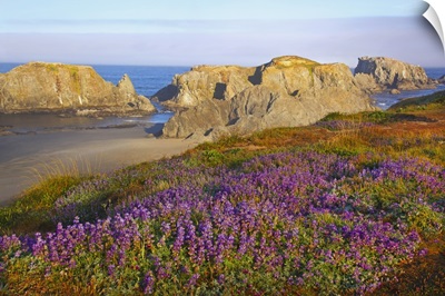 Wildflowers And Rock Formations Along The Coast At Bandon State Park; Oregon, USA