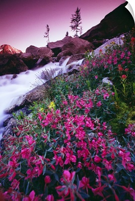 Wildflowers, Bugaboo Provincial Park, British Columbia, Canada