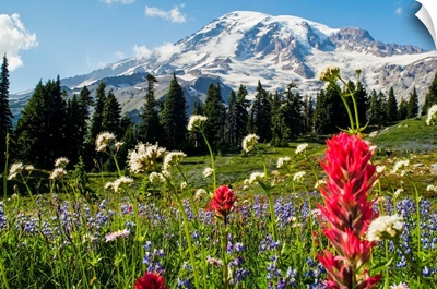 Wildflowers In Mount Rainier National Park, Washington