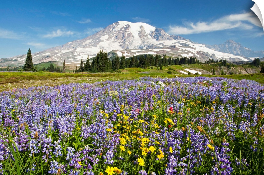 Wildflowers In Paradise Park, Mount Rainier National Park, Washington