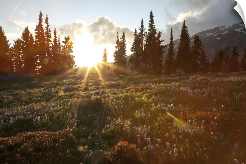 Wildflowers cover a landscape on Mount Rainier as the sun sets behind evergreen trees. Mount Rainier National Park, Washin...