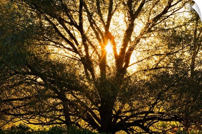 Willow Tree At Sunset, Monteregie Region, Quebec, Canada