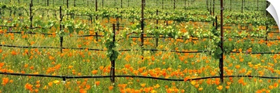 Wine grape vineyard in early Spring