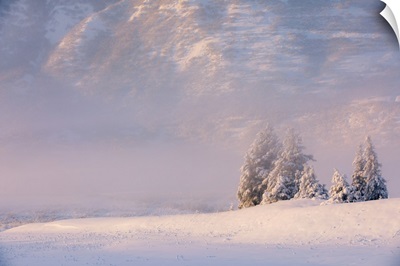 Winter View Of Snow-Covered Spruce Trees In Fog, Turnagain Pass, Kenai Peninsula, Alaska