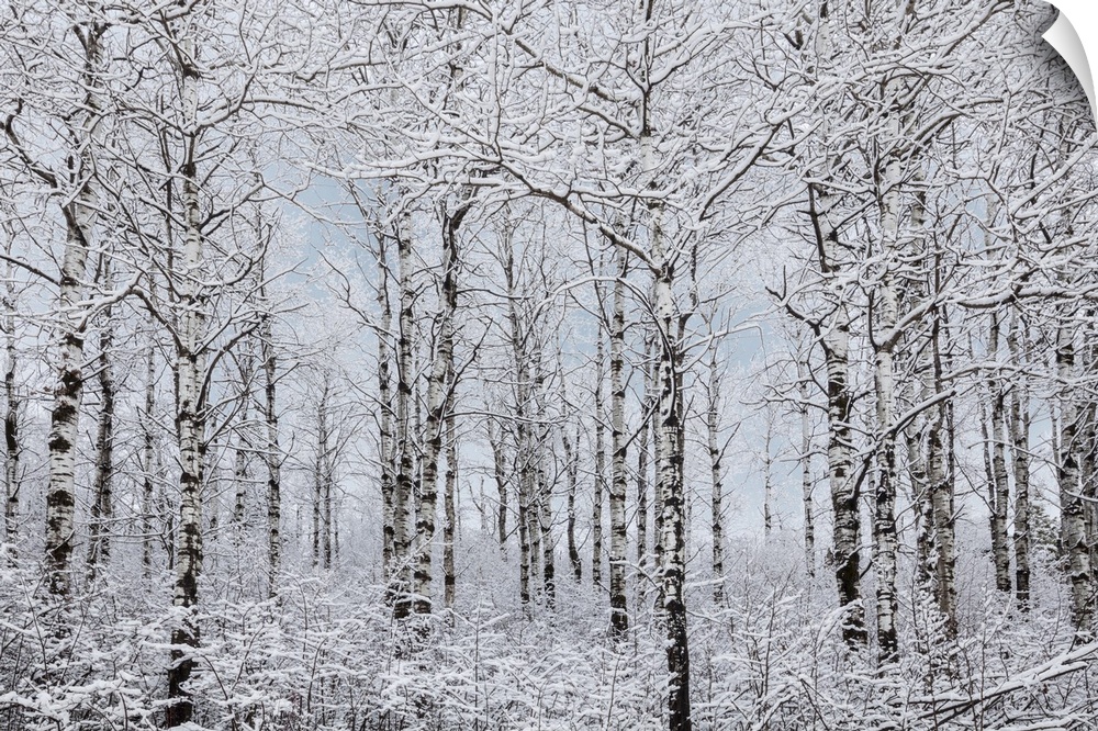 Winter Wonderland Landscape; Thunder Bay, Ontario, Canada