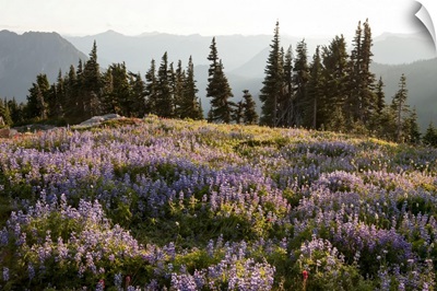 With the Cascade Mountain Range in the background, wildflowers and evergreen trees fill a landscape on Mount Rainier.; Mount Rainier National Park, Washington