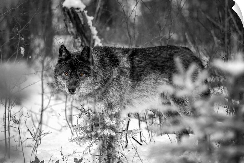 Wolf (canis lupus) looking out from trees in snow. Golden, British Columbia, Canada.