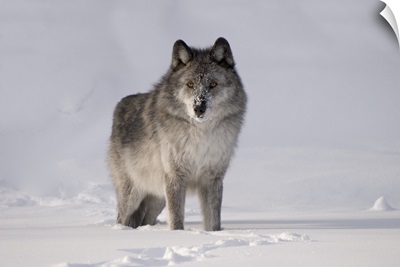 Wolf In The Snow