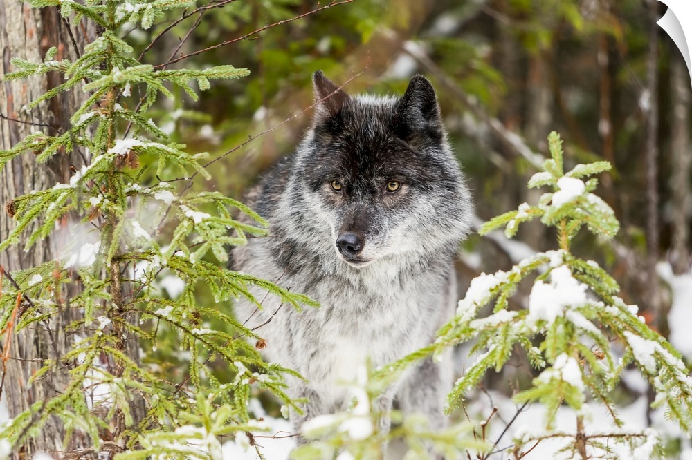 Wolf (Canis lupus) looking out from trees in snow; Golden, British Columbia, Canada