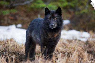 Wolf Standing Alert In Grass, Tongass National Forest, Southeast Alaska
