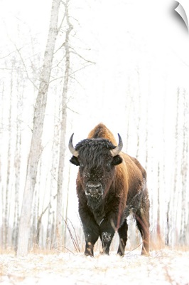 Wood Bison In A Forest In Winter In Elk Island National Park, Alberta, Canada