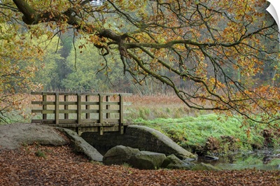 Wooden Footbridge Over A Stream In The Forest Of Dean