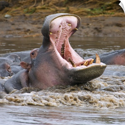 Yawning Hippopotamus (Hippopotamus Amphibius) At Serengeti National Park, Tanzania