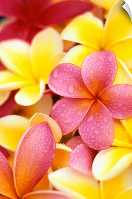 Yellow And Pink Plumeria Flowers, Water Drops On Petals